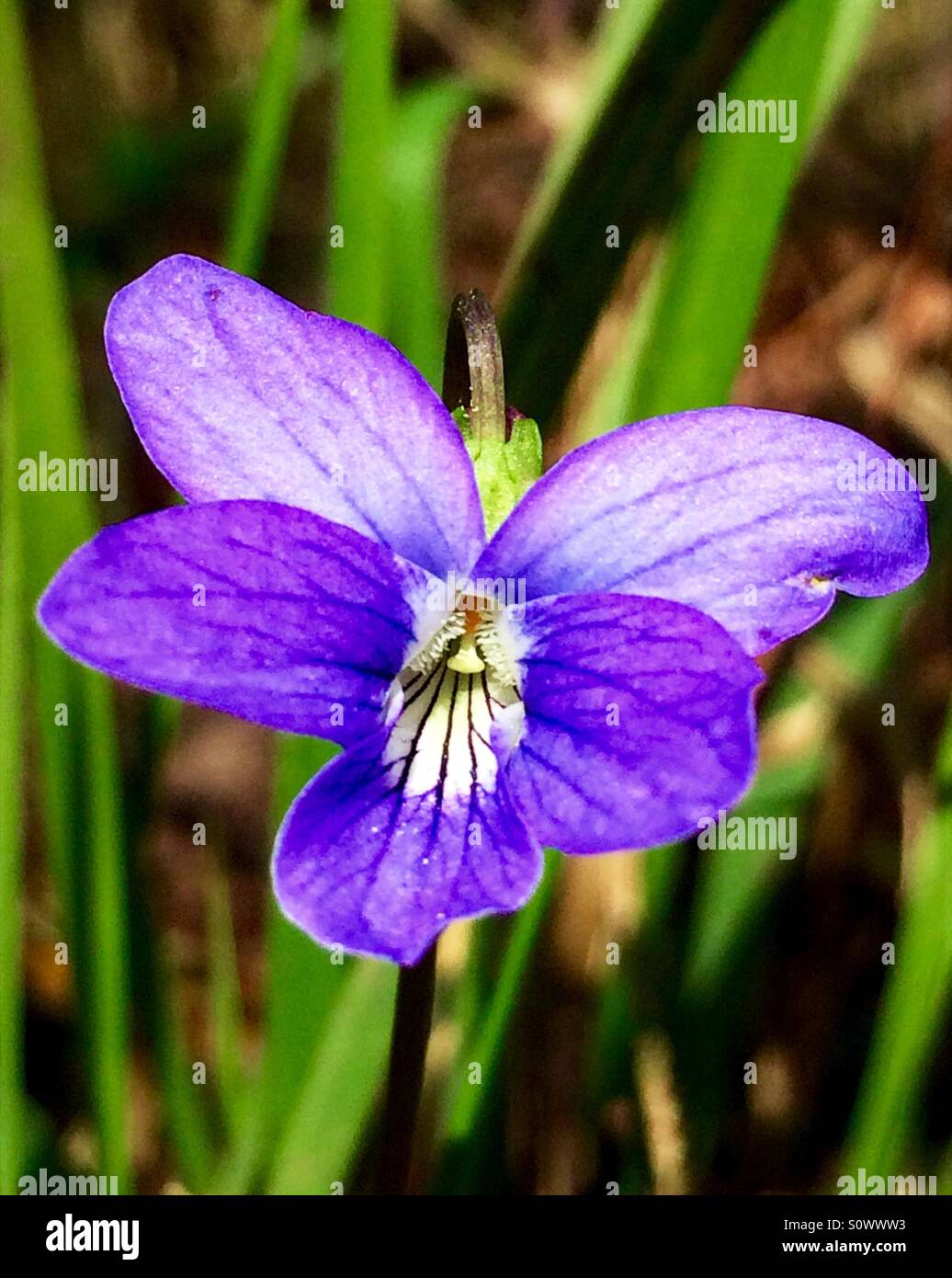 Wild Blue Violet on green background, Viola sororia Stock Photo