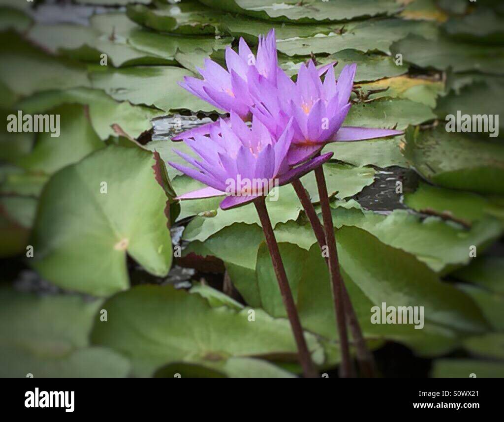 Lotus flowers Stock Photo