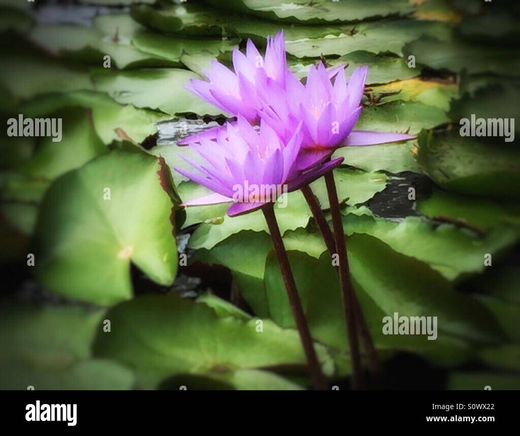 Lotus flowers Stock Photo