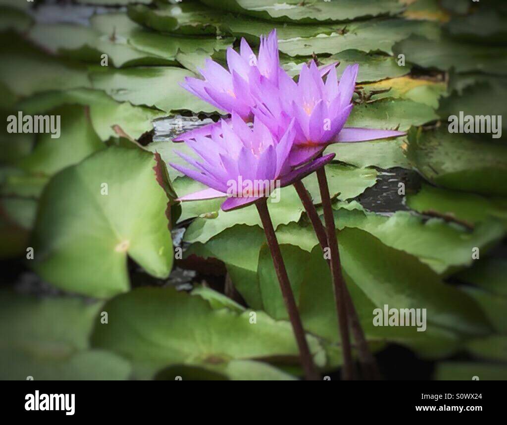 Lotus flowers Stock Photo