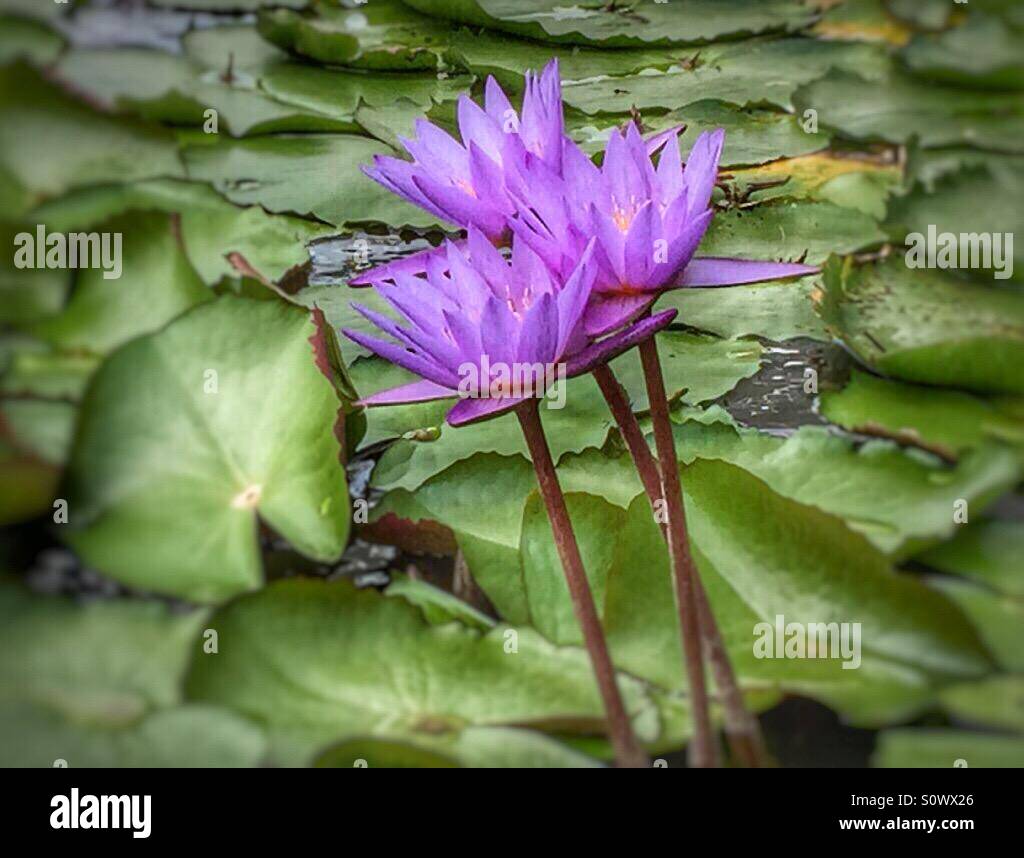 Lotus flowers Stock Photo