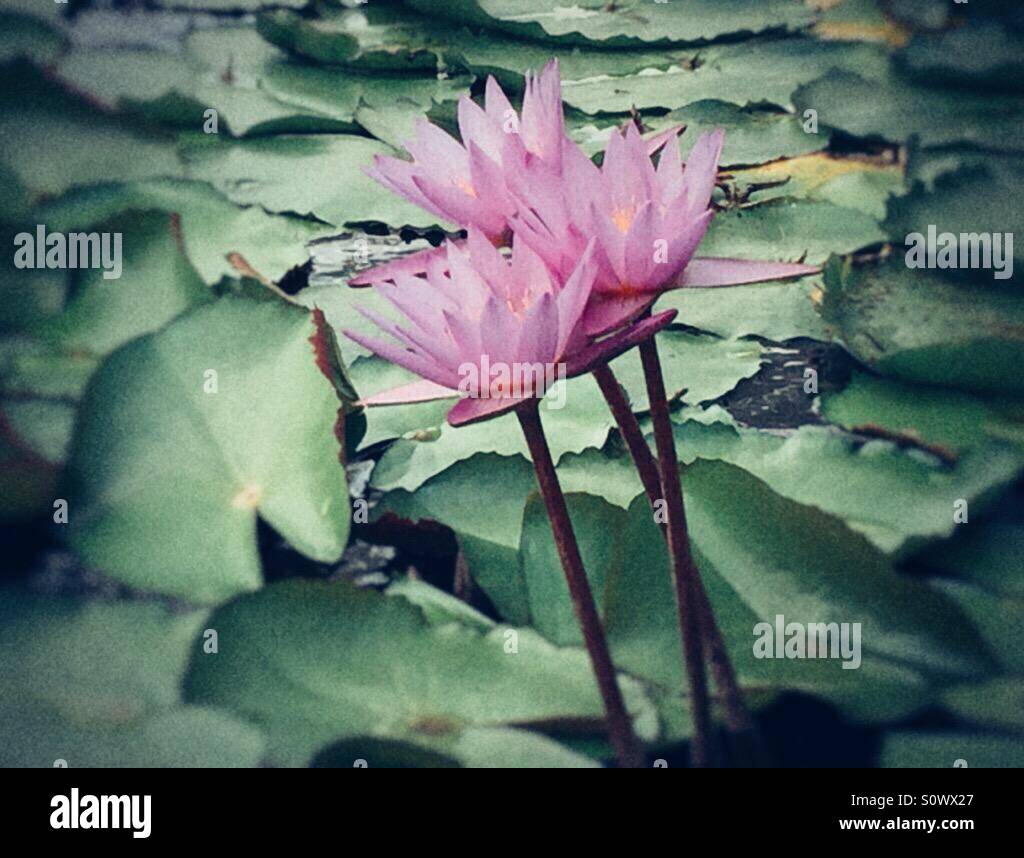 Lotus flowers - Smartphone Captured Stock Image