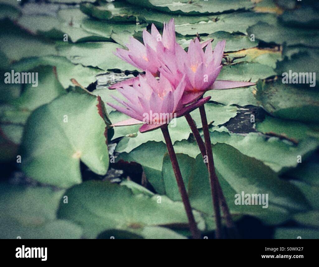 Lotus flowers Stock Photo