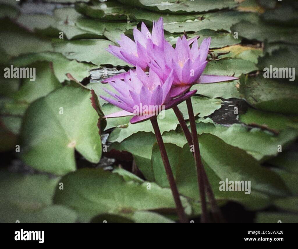 Lotus flowers - Smartphone Captured Stock Image