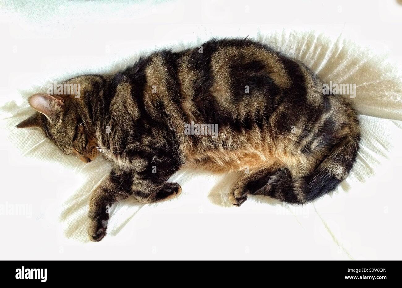 Car sleeping - Smartphone Captured Stock Image