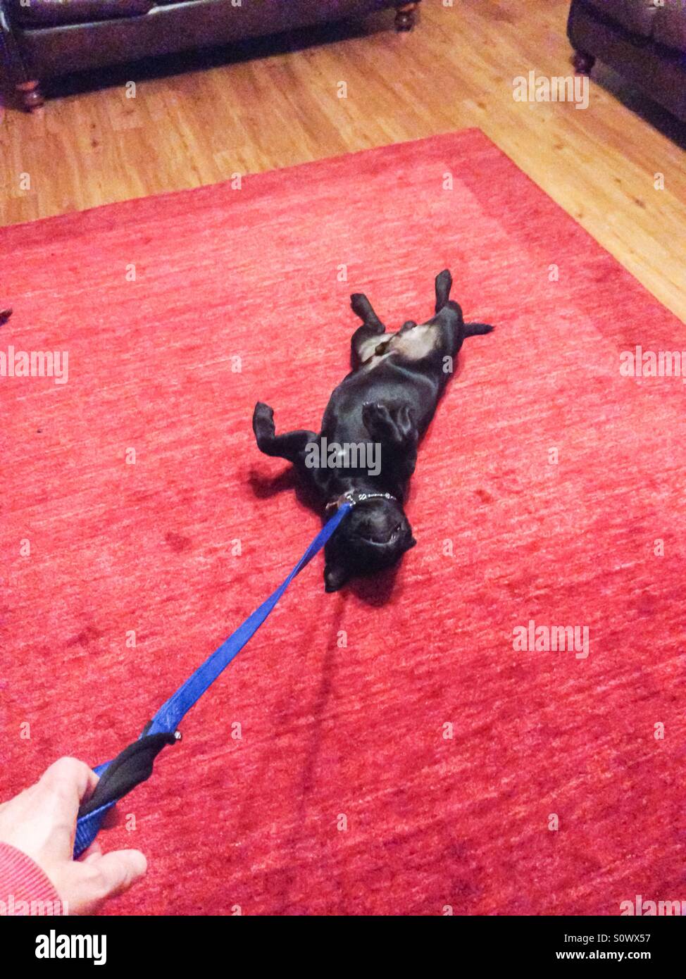 A reluctant dog lies on his back rather than going for a walk - Smartphone Captured Stock Image