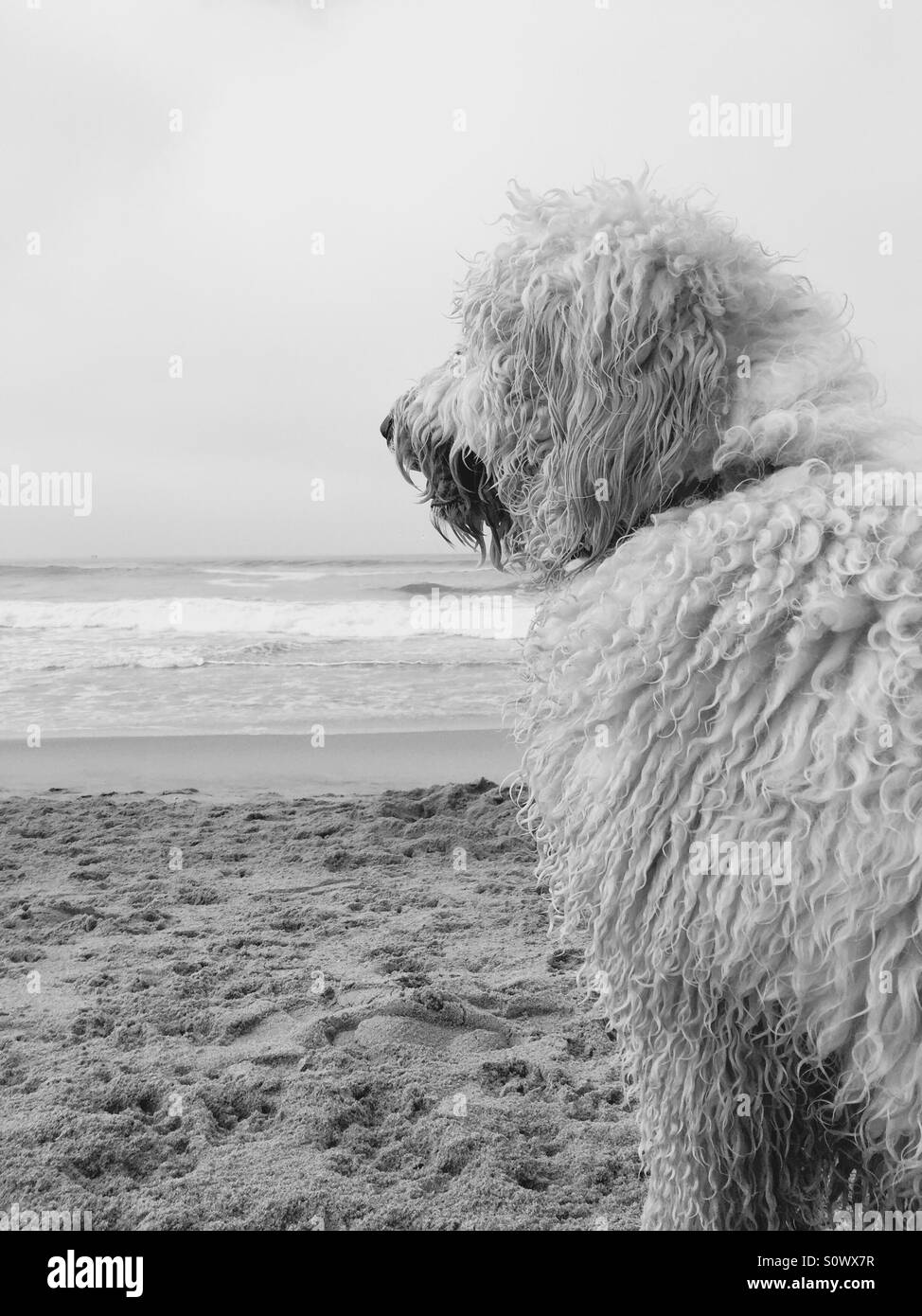 A wet labradoodle dog sits on the beach. Huntington Beach, California USA - Smartphone Captured Stock Image