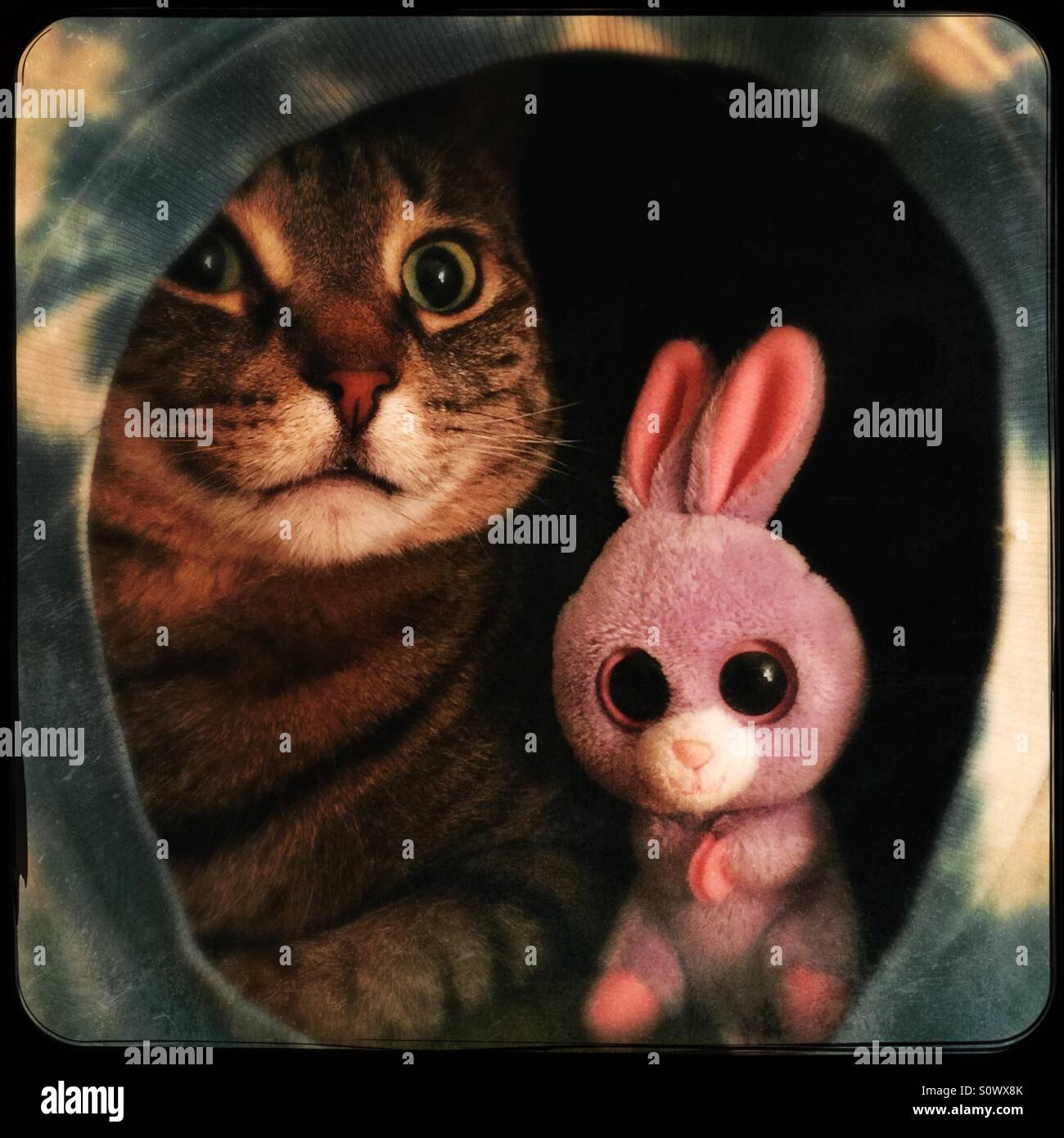 Tabby cat and purple stuffed bunny - Smartphone Captured Stock Image