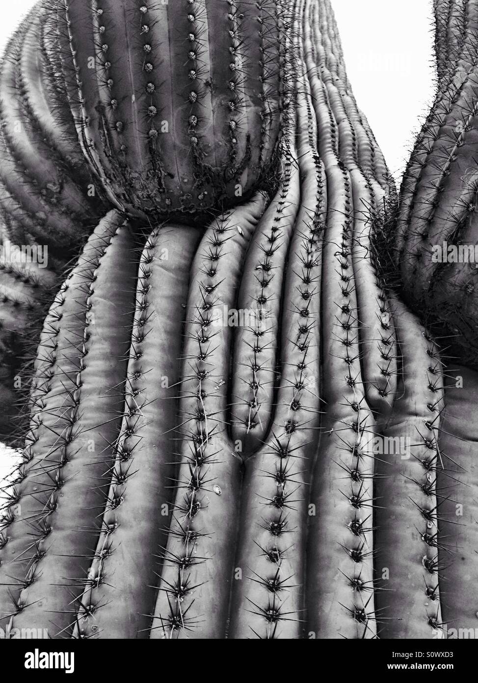 Saguaro cactus in black and white Stock Photo