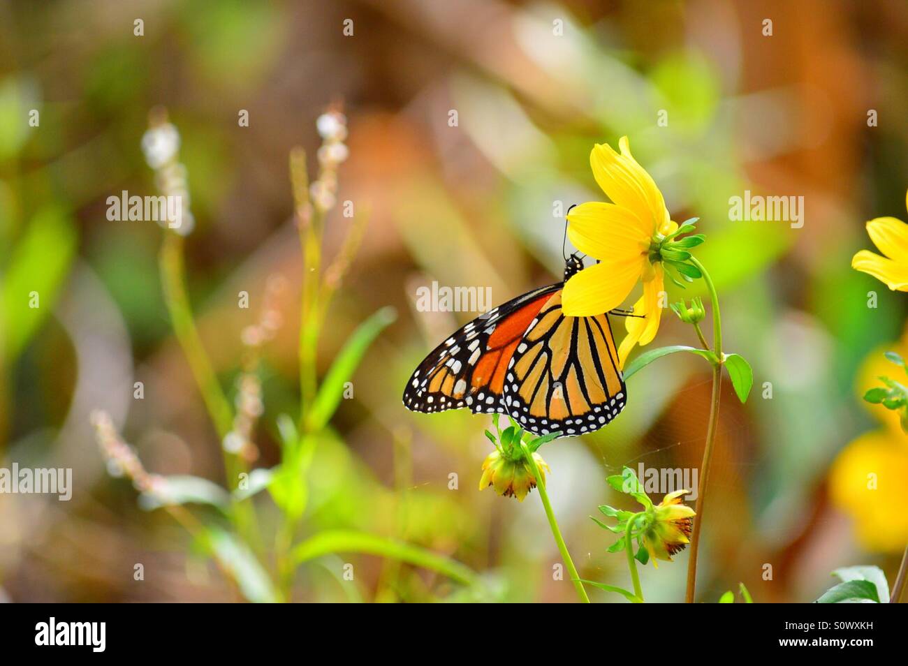 A butterfly and her flower. Stock Photo