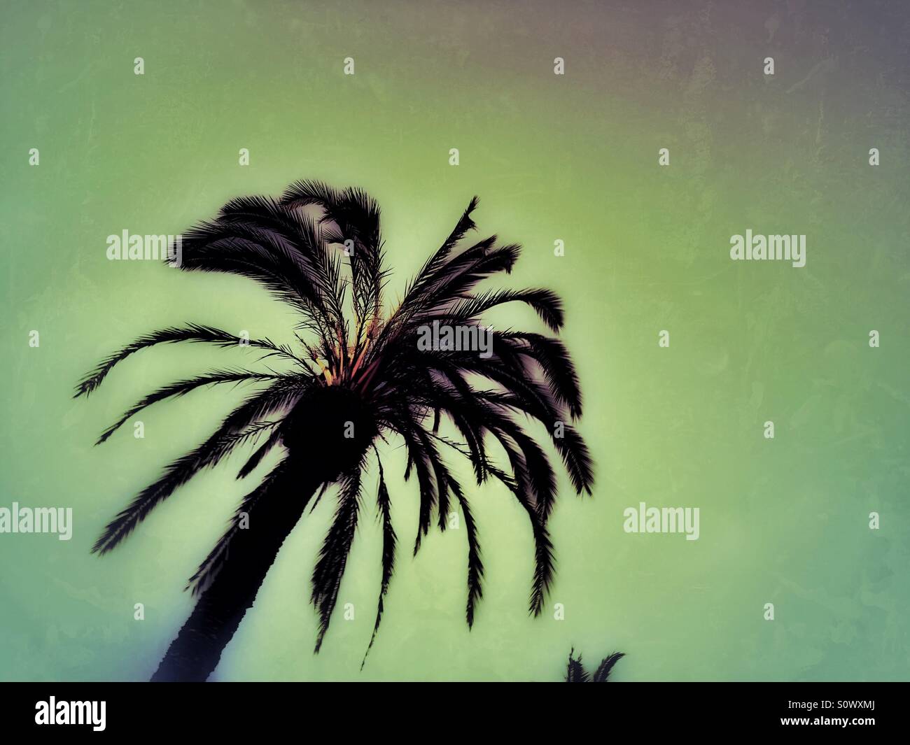Palm tree - Smartphone Captured Stock Image