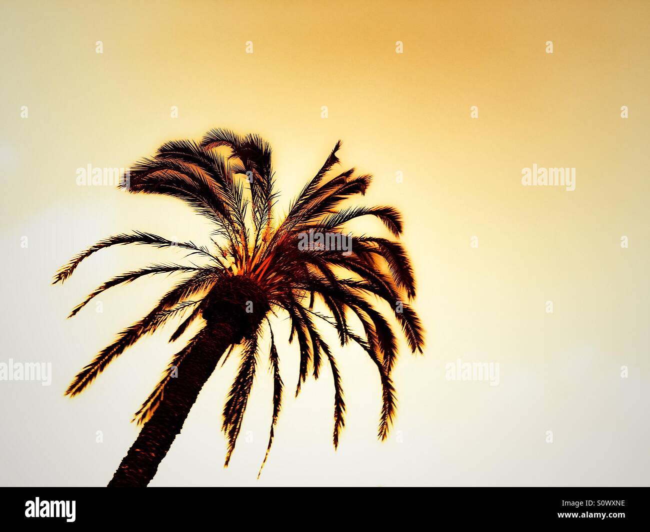 Palmtree - Smartphone Captured Stock Image