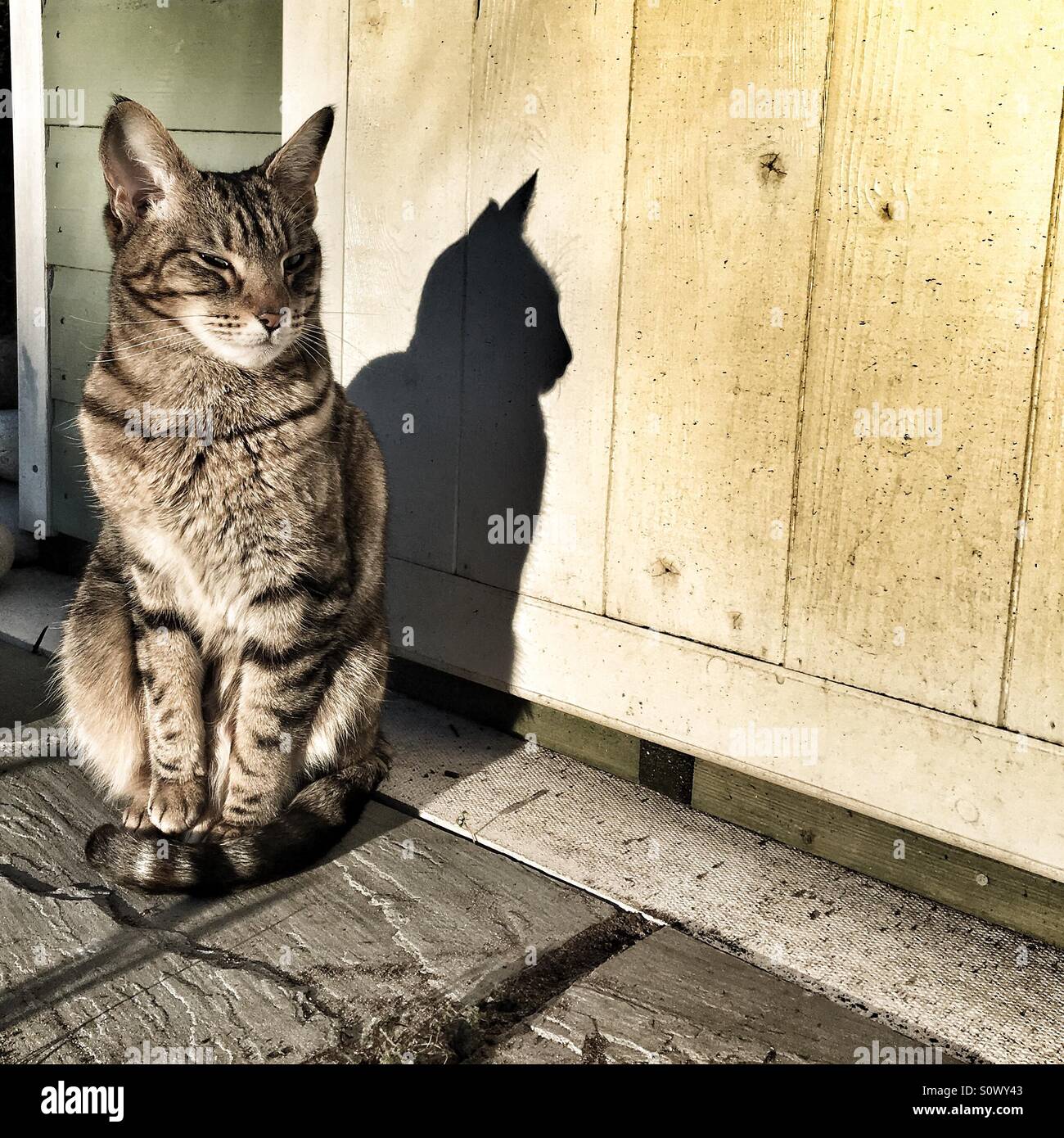 Tabby cat sat in sunshine with shadow behind - Smartphone Captured Stock Image