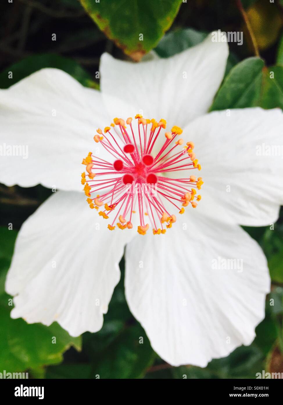 A white hibiscus flower. Kauai, Hawaii USA Stock Photo Alamy
