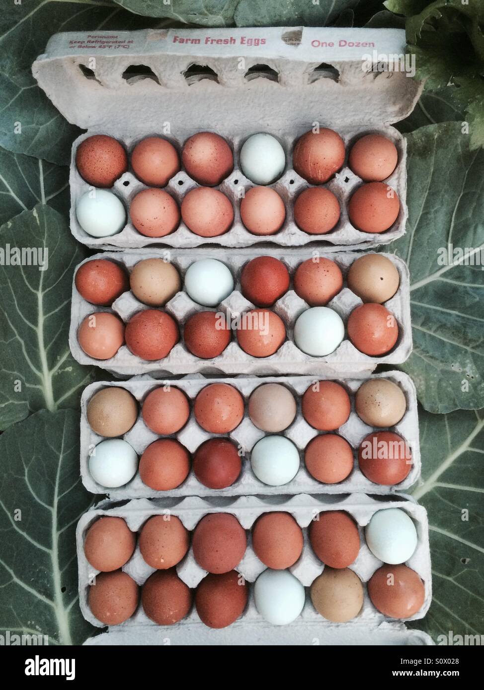 fresh-free-range-eggs-stock-photo-alamy