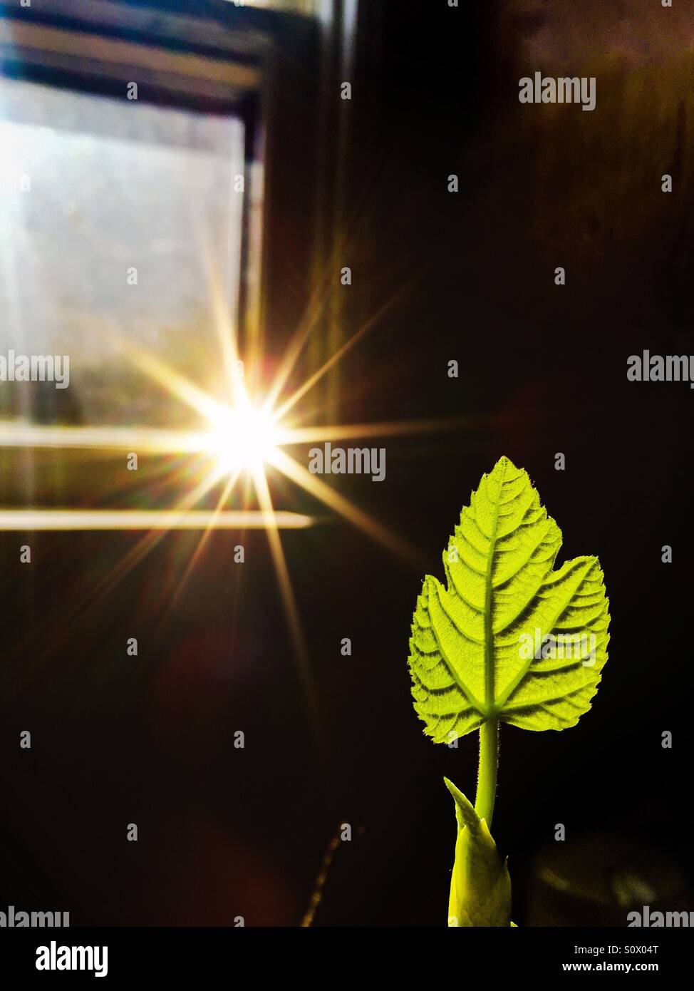 Spring sunburst - Smartphone Captured Stock Image