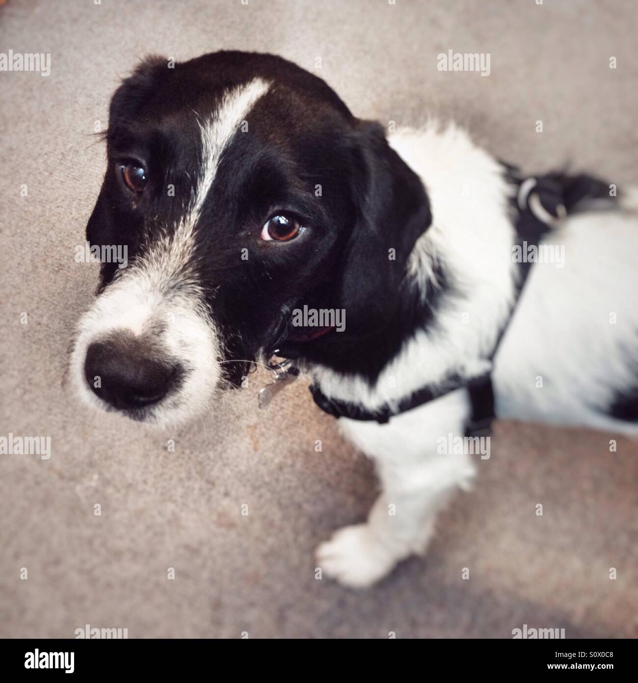 Crossbreed terrier puppy dog looking up - Smartphone Captured Stock Image