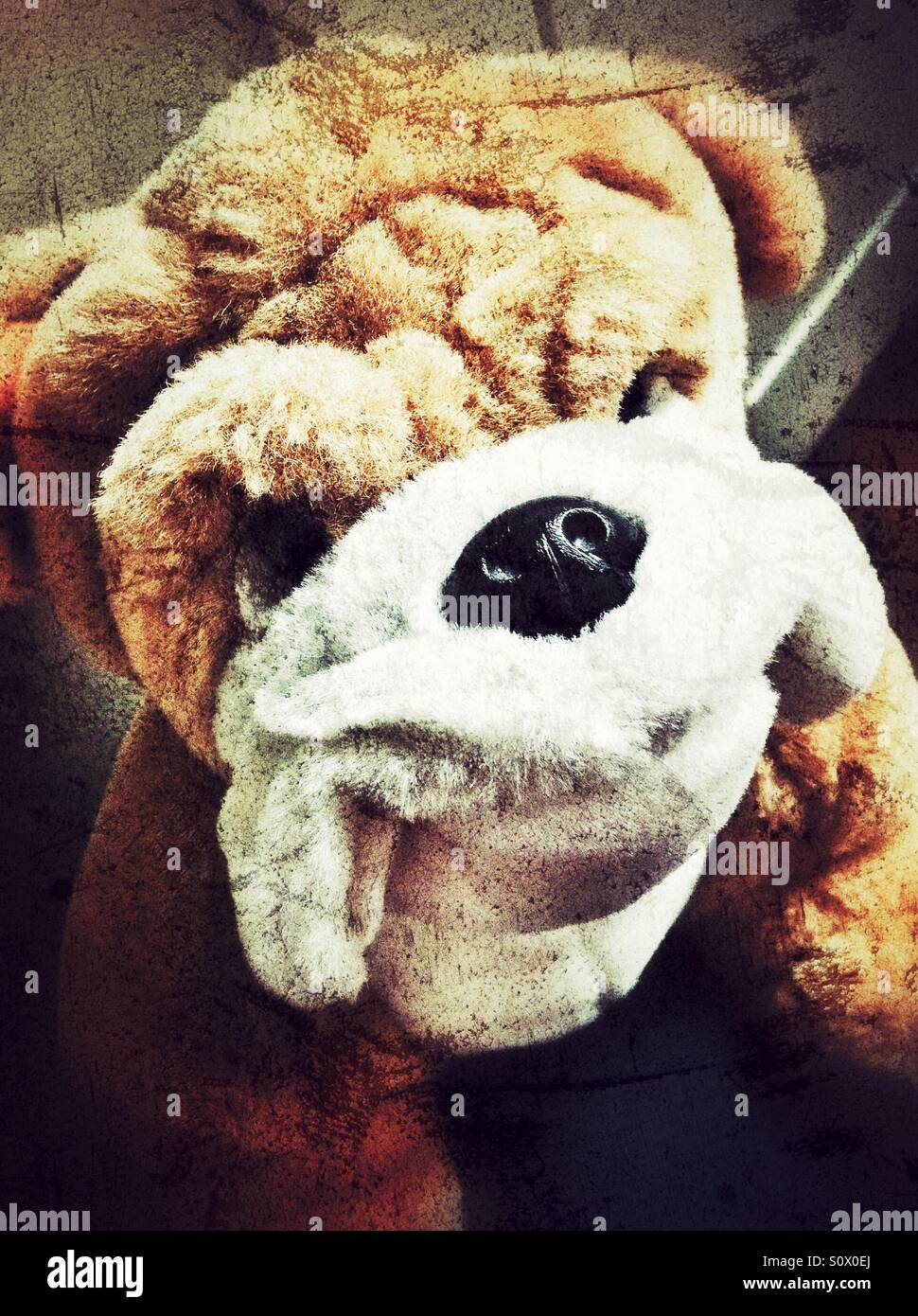 Soft toy bulldog close up Stock Photo