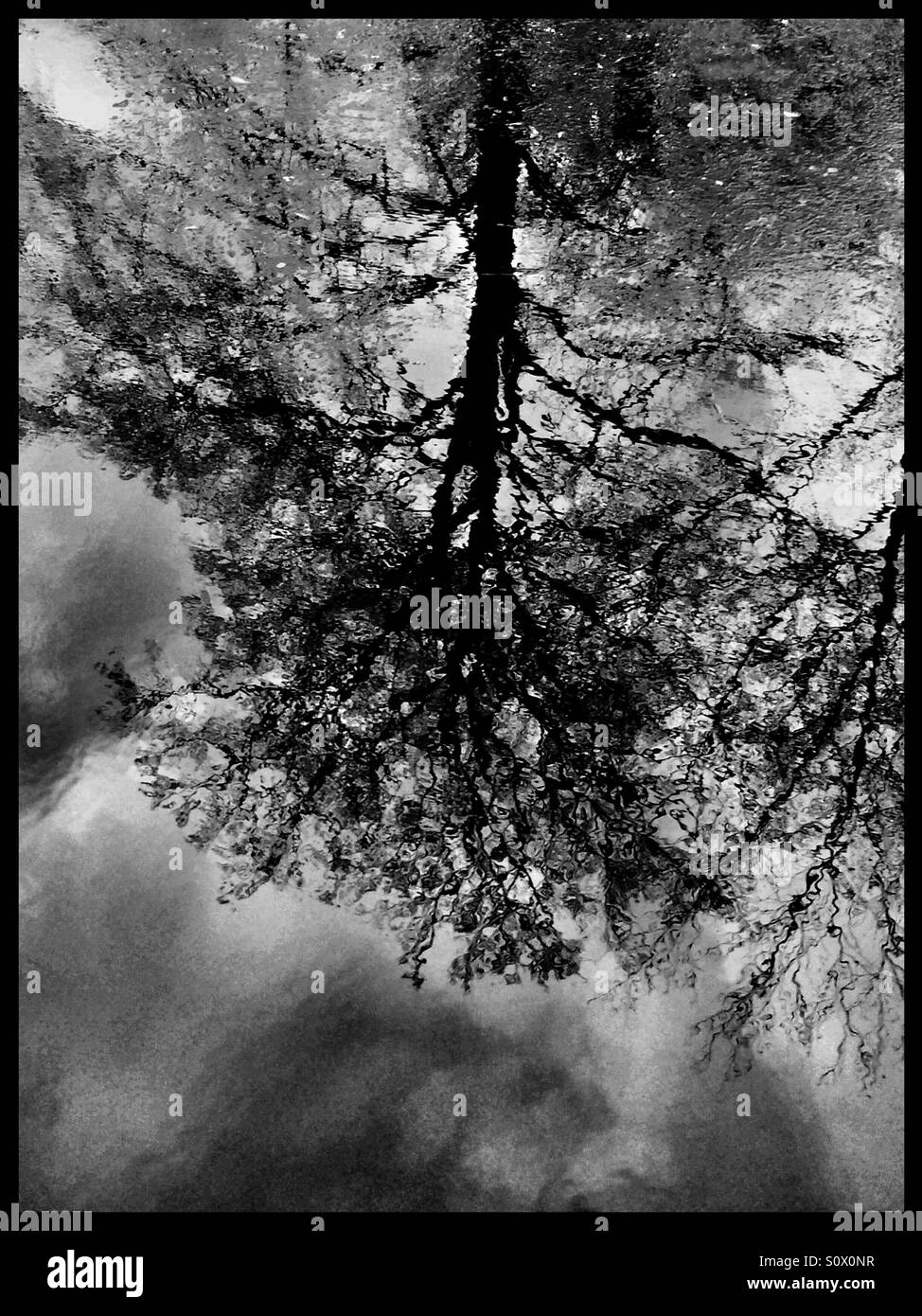Black and white photo of a tree, reflected in cold water. Stock Photo