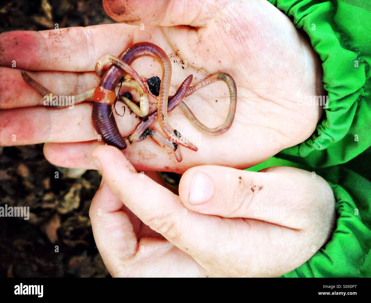 Earthworms in the hand of a toddler - Smartphone Captured Stock Image