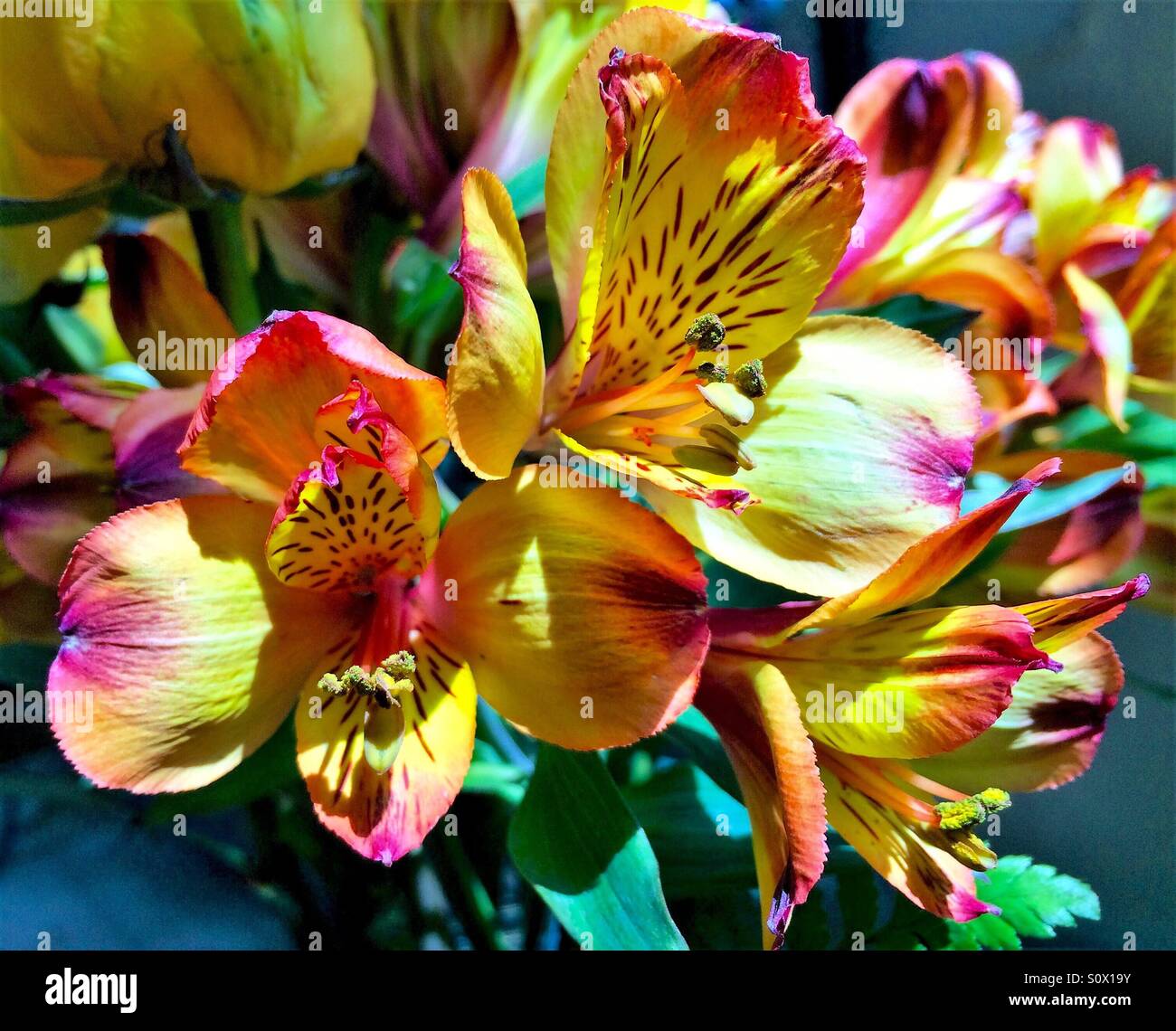 Peruvian Lilies in close-up, Alstroemeria - Smartphone Captured Stock Image