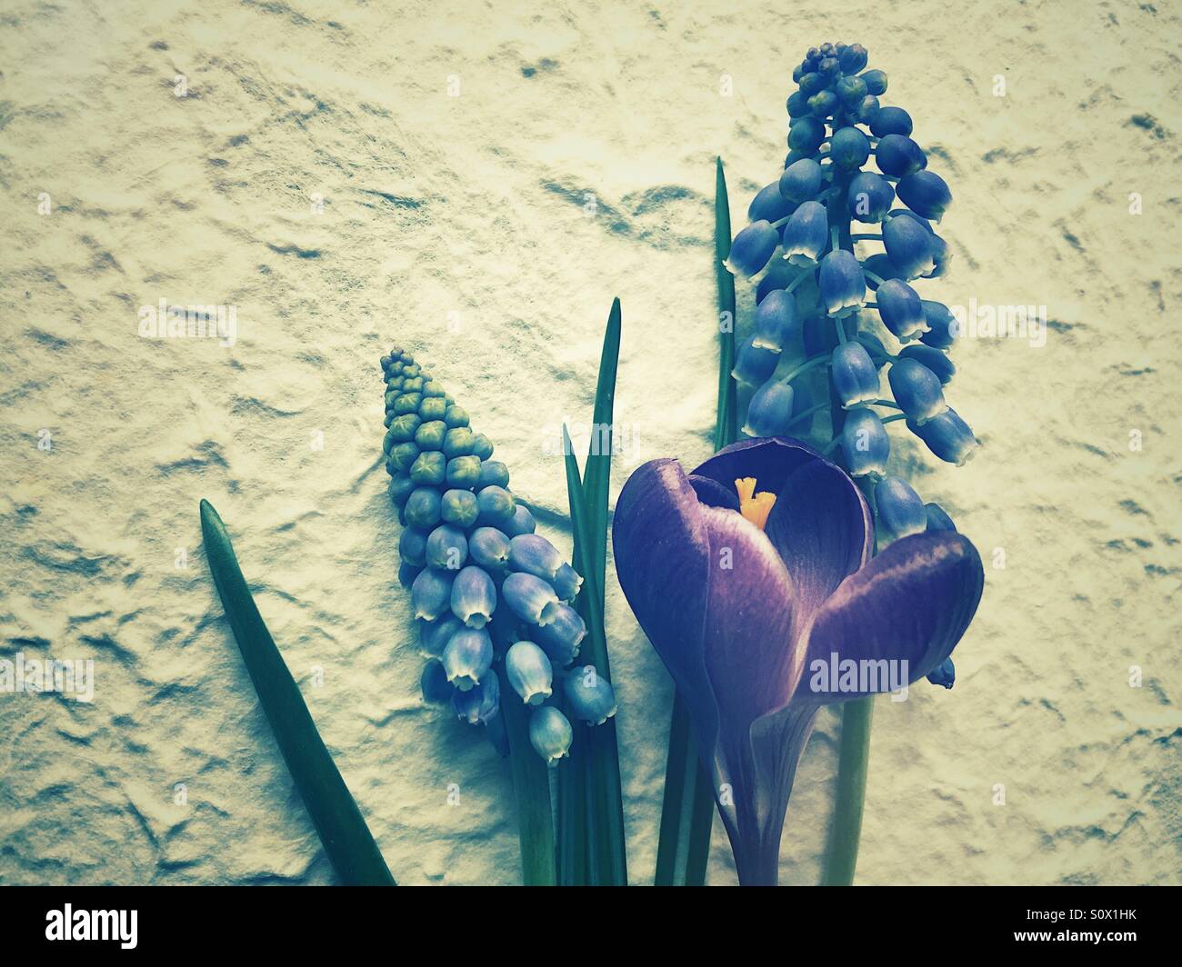 Grape hyacinths and crocus in textured background - Smartphone Captured Stock Image