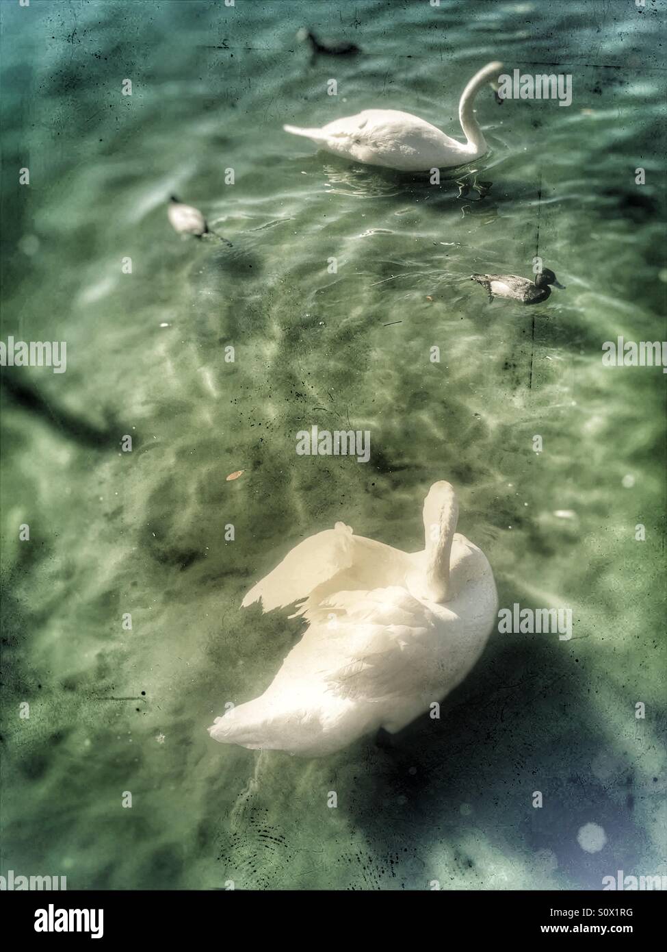 Swans on lake - Smartphone Captured Stock Image