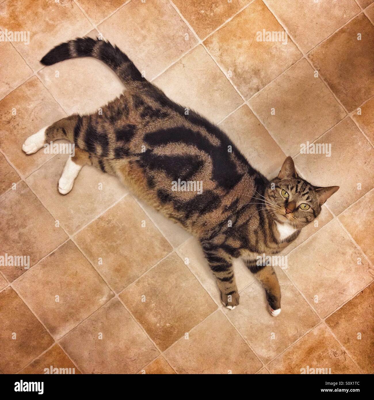 Tabby cat laying on kitchen floor. - Smartphone Captured Stock Image