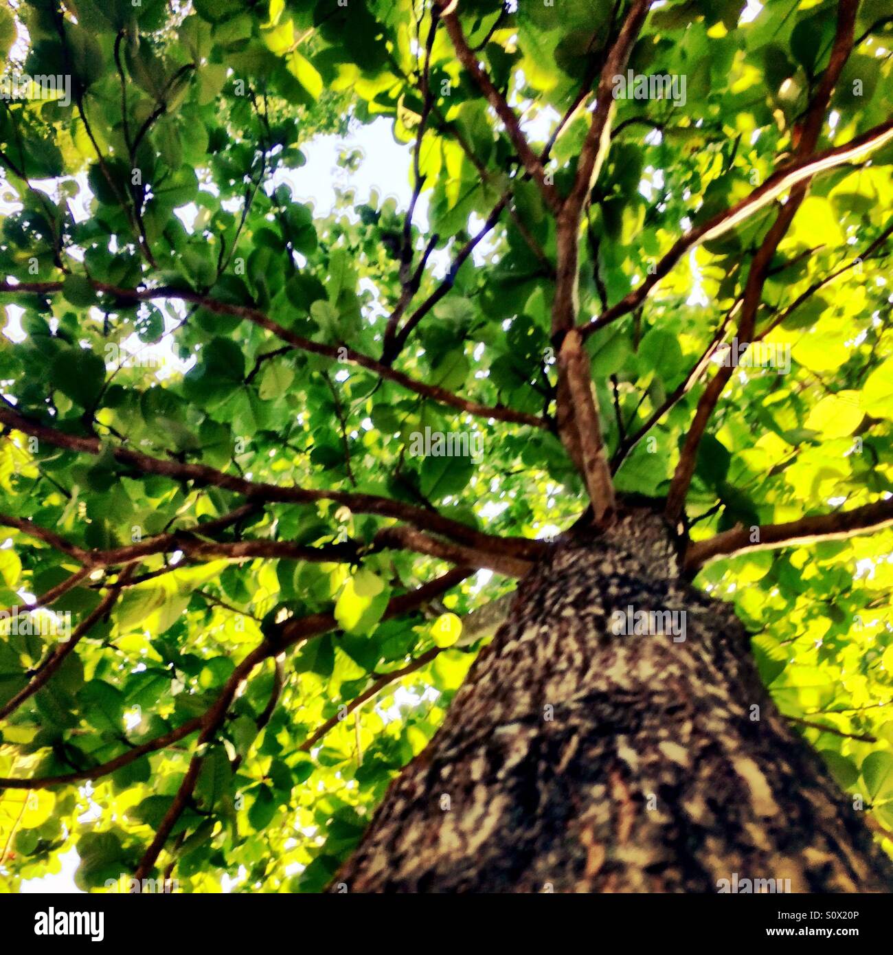 Looking up a tree Stock Photo Alamy
