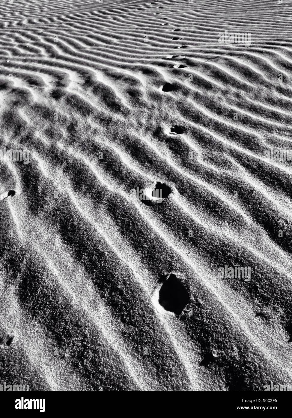 Fox tracks across a rippled dune - Smartphone Captured Stock Image