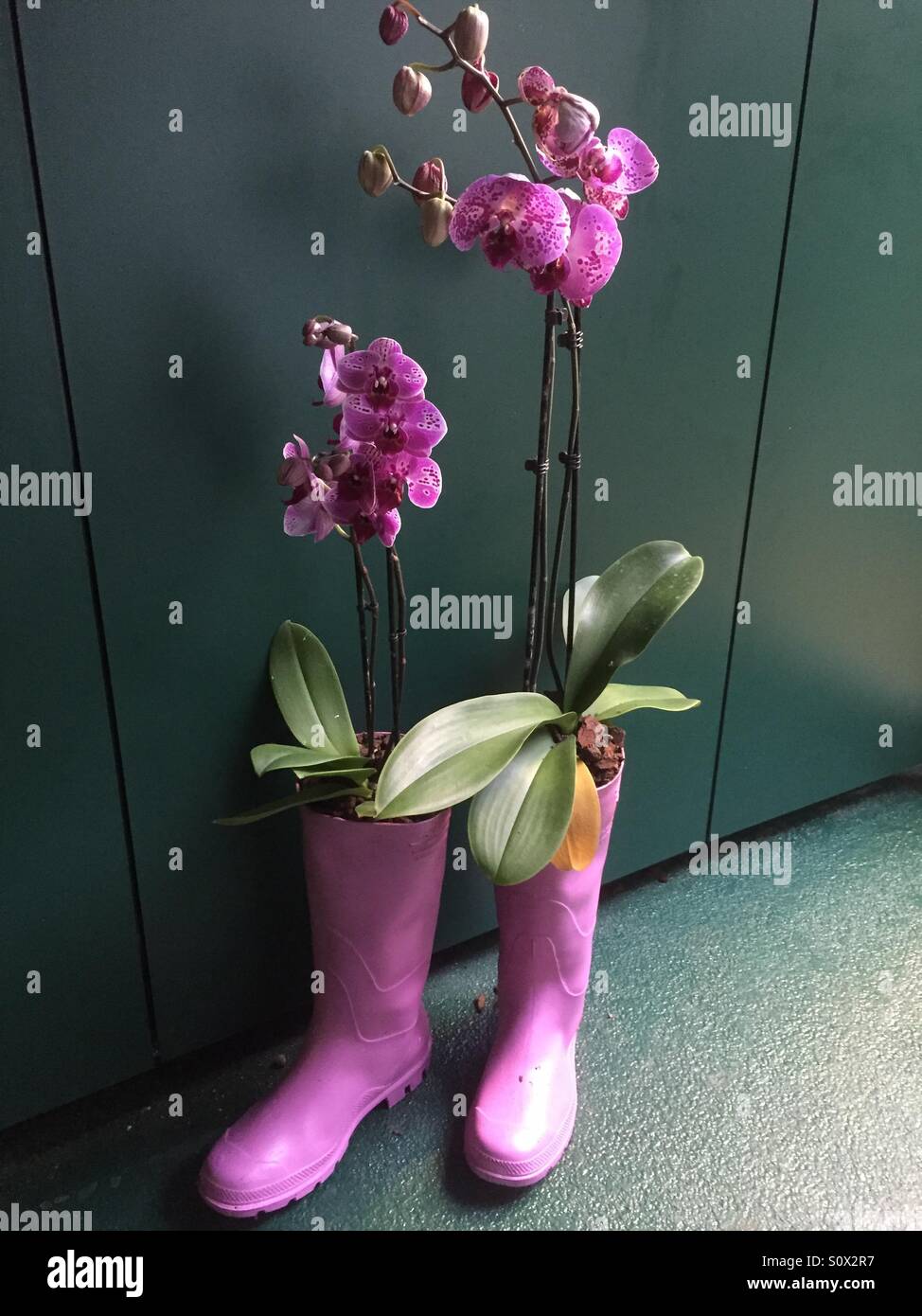 Pink orchid planted in pink knee-boots Stock Photo