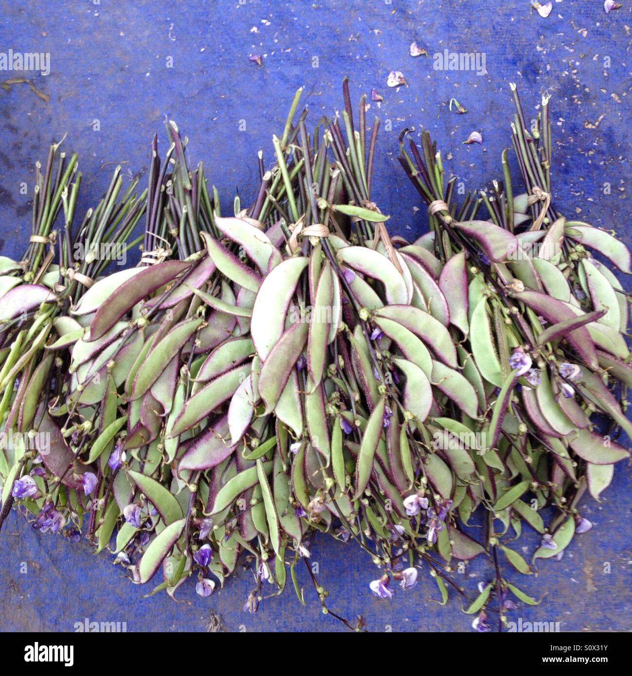 Dry flowers - Smartphone Captured Stock Image