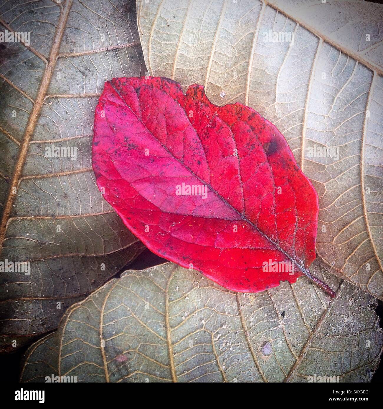 A red leaf in El Triunfo Biosphere Reserve in Chiapas, Mexico - Smartphone Captured Stock Image