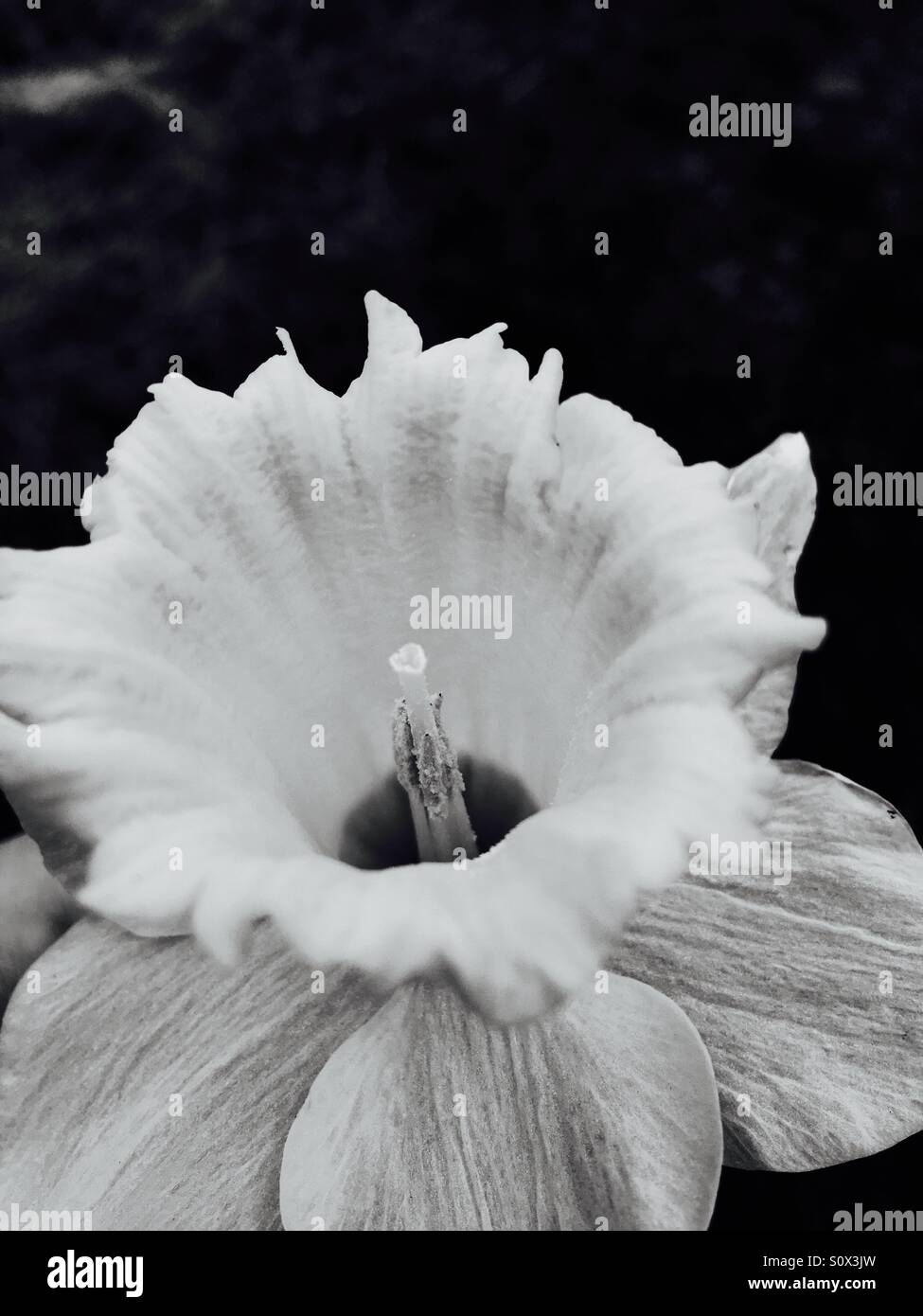 Black and white daffodil Stock Photo Alamy