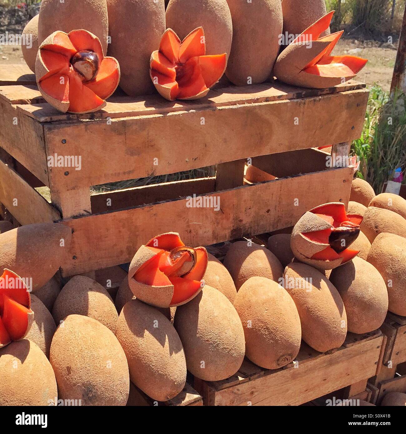 An attractive display of mamey fruit at a roadside stand in Nayarit, Mexico. Stock Photo