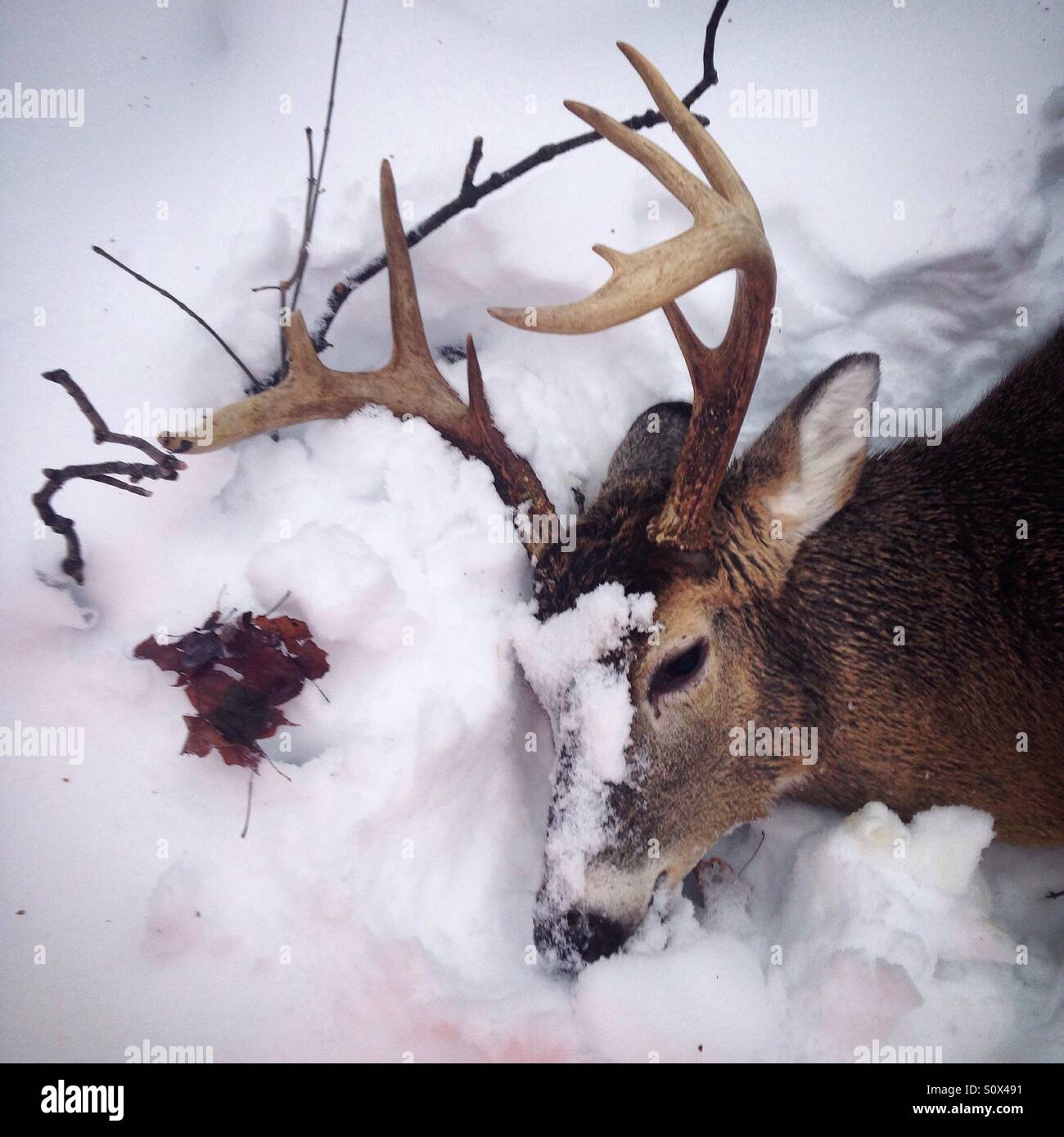 Whitetail deer snow hi-res stock photography and images - Alamy