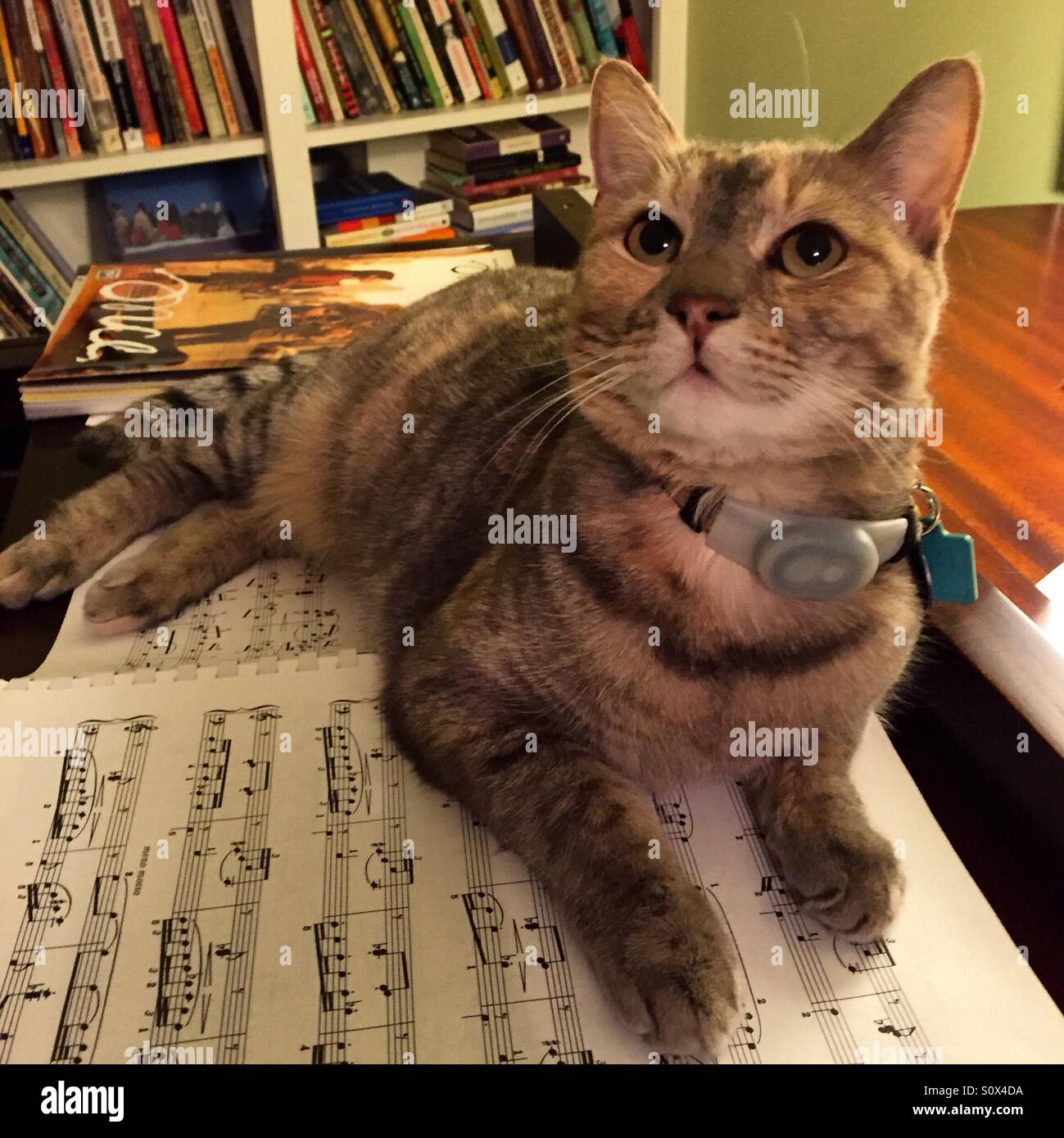 Cat Covers Classic Music Atop Grand Piano Stock Photo Alamy