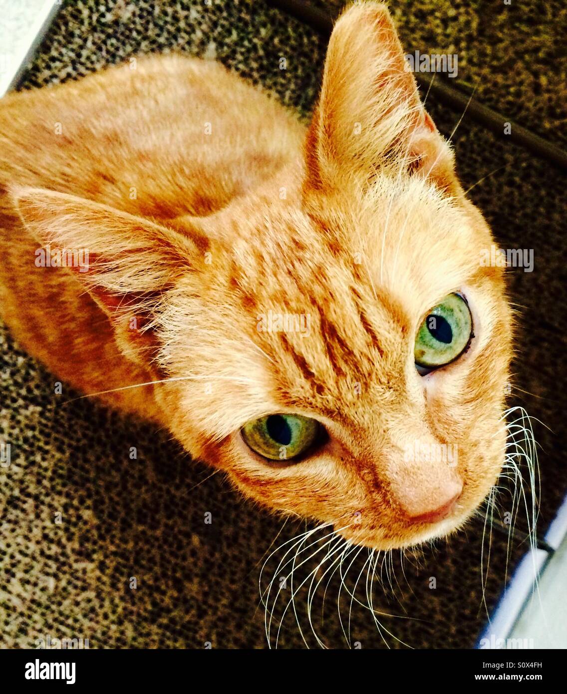 orange cat with green eyes