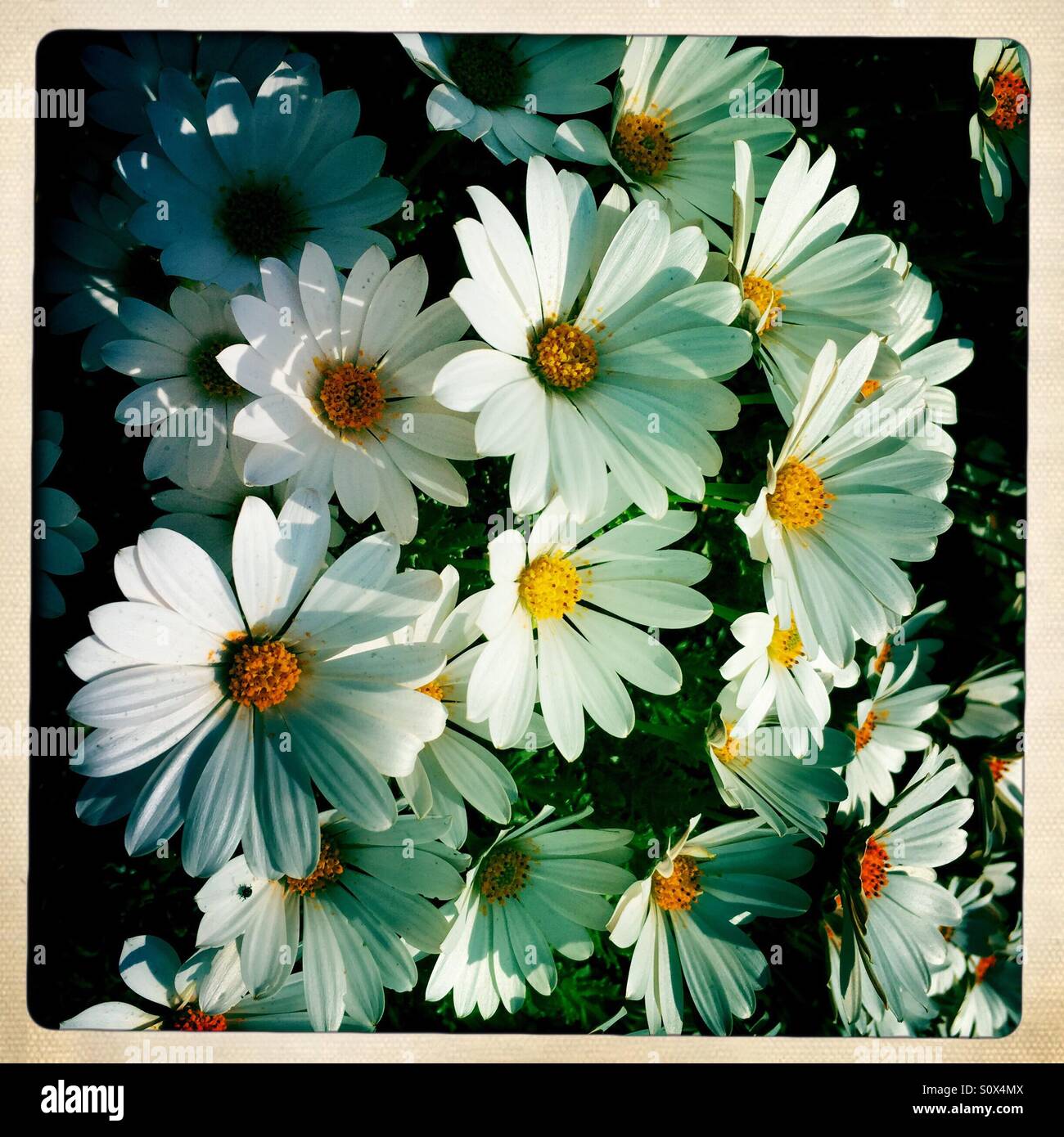 White daisy flowers with retro filter Stock Photo