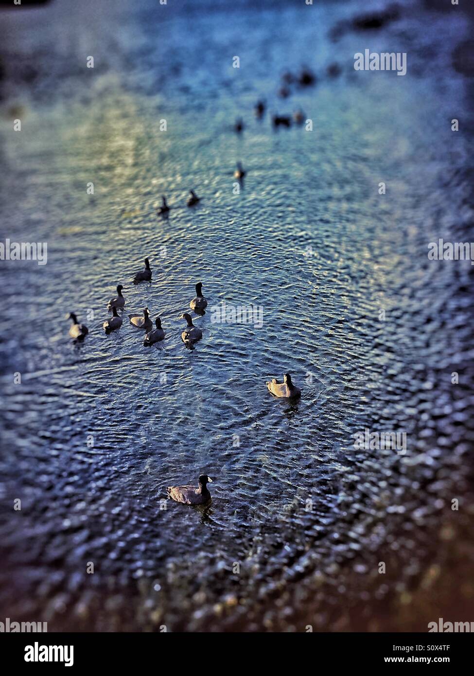 Row of coots on lake at dusk - Smartphone Captured Stock Image