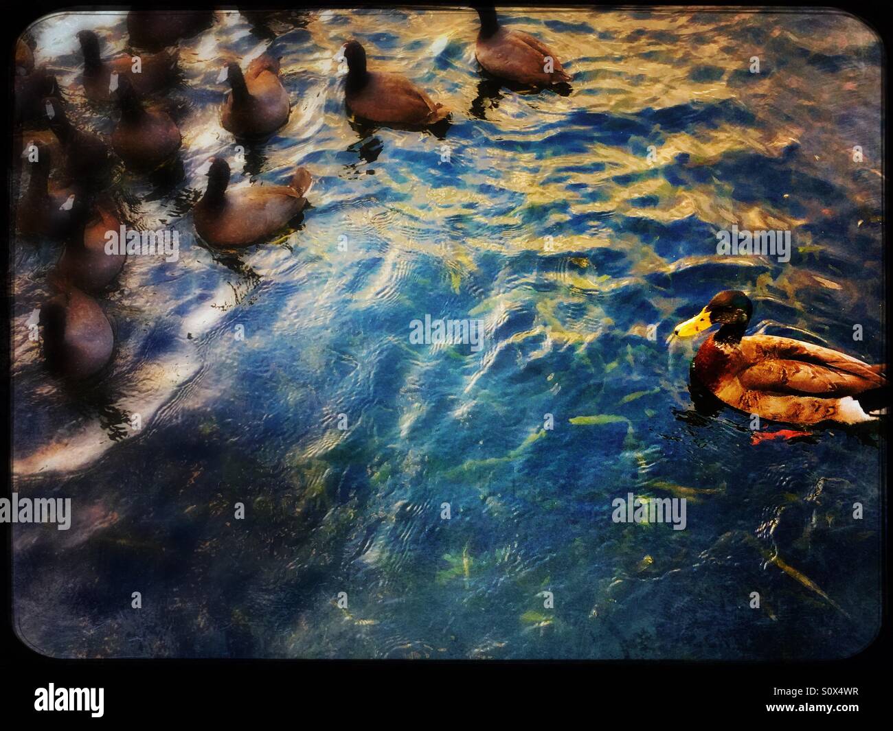 Mallard duck and coots on lake - Smartphone Captured Stock Image