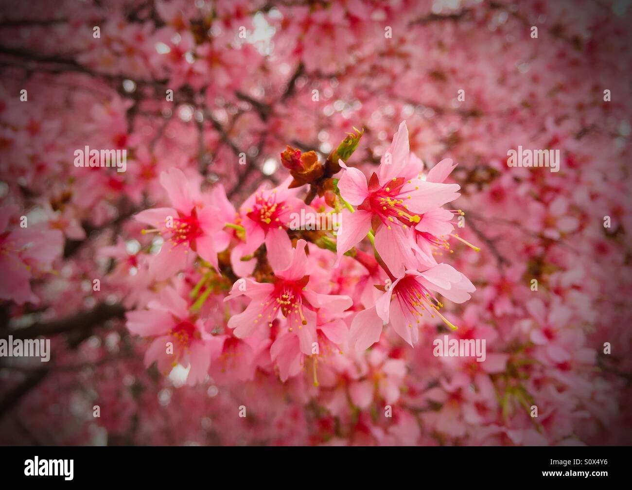 fl studio sakura slide fl studio sakura slide