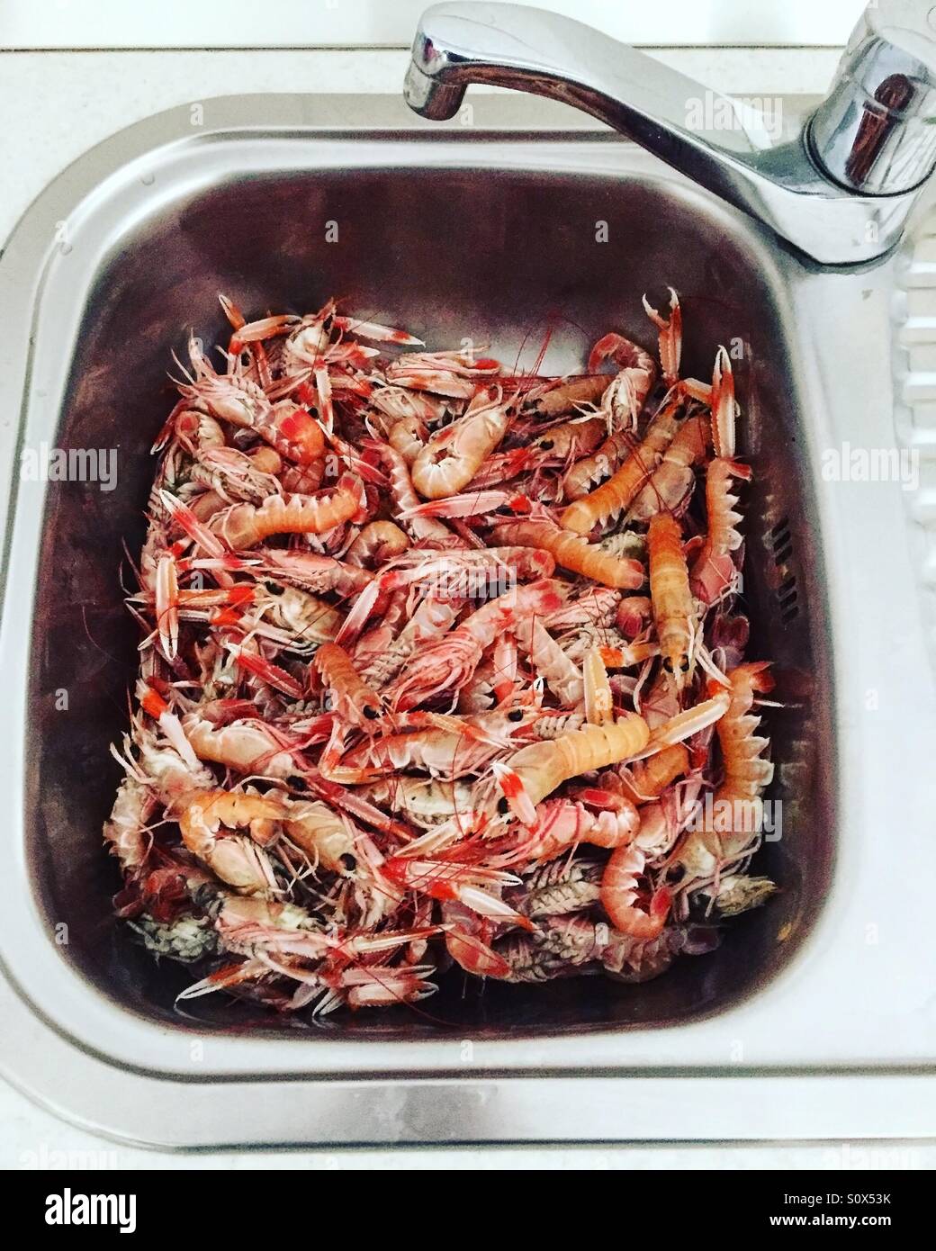 Fresh shrimps in kitchen sink Stock Photo