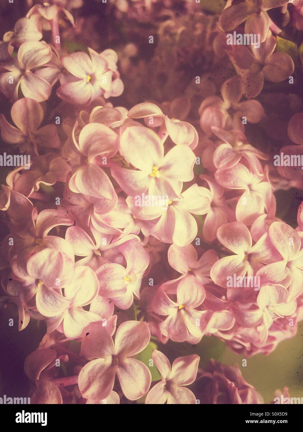 Spring blooms. Vintage edit. - Smartphone Captured Stock Image