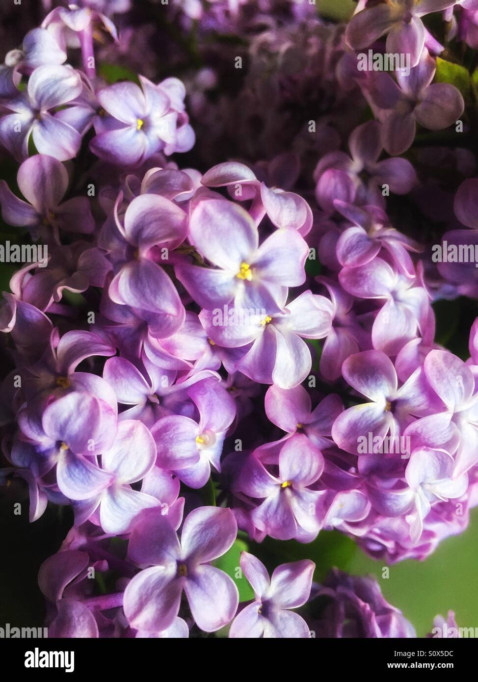 Clusters of tiny pink flowers Stock Photo Alamy