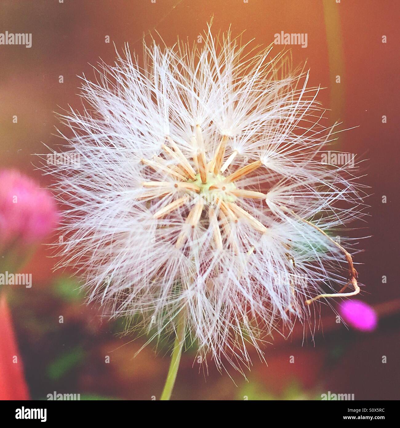 The flower start to bloom Stock Photo Alamy