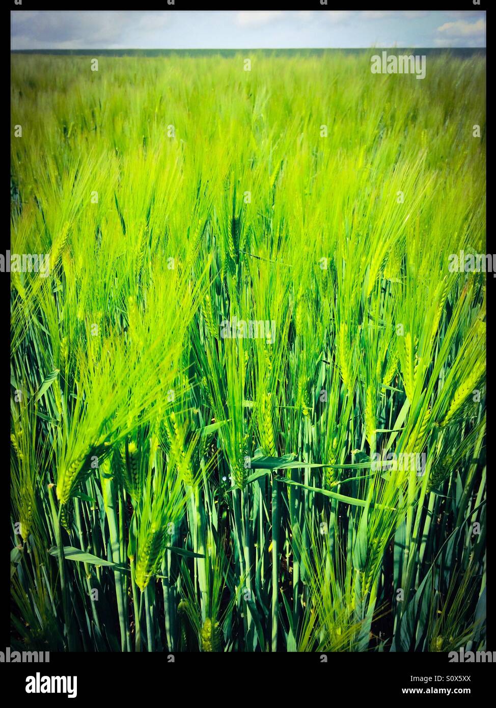 Spring crops - Smartphone Captured Stock Image