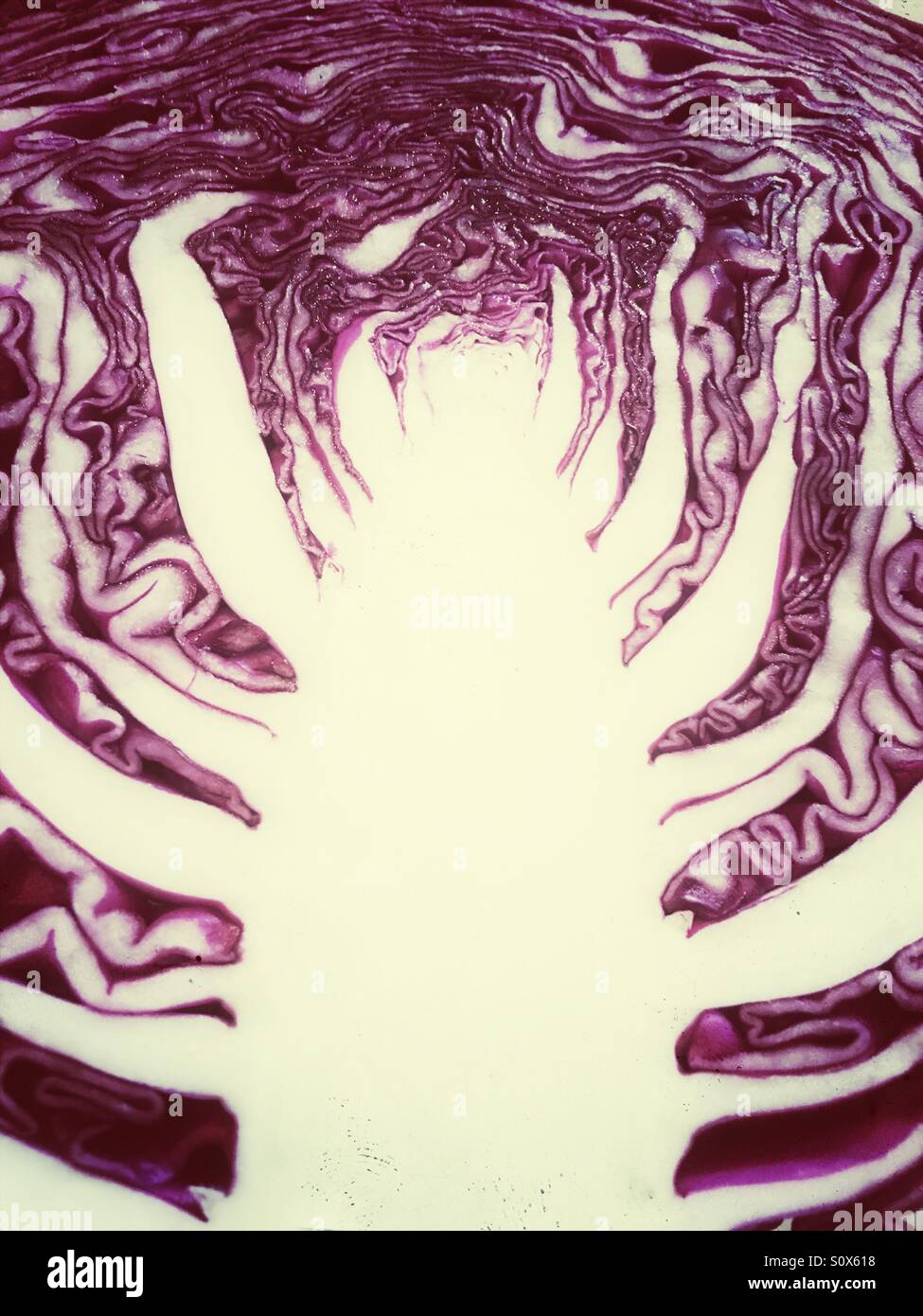 Cross section of a red cabbage Stock Photo