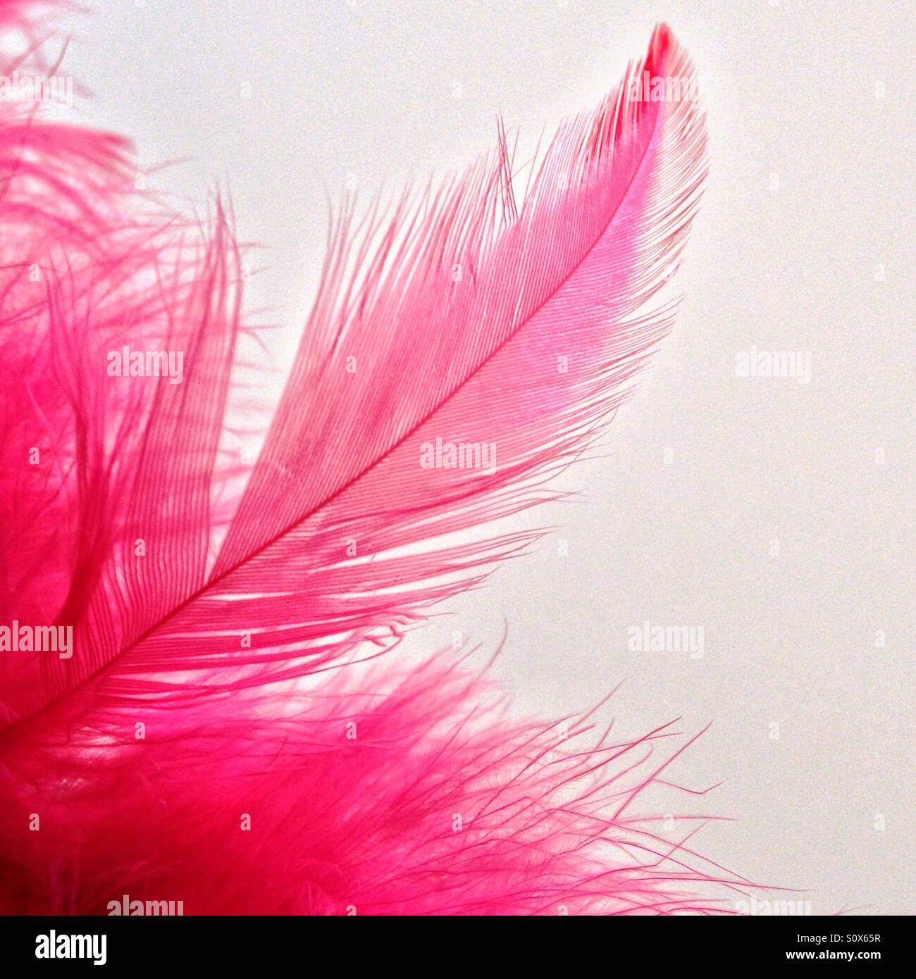 Pink feathers Stock Photo