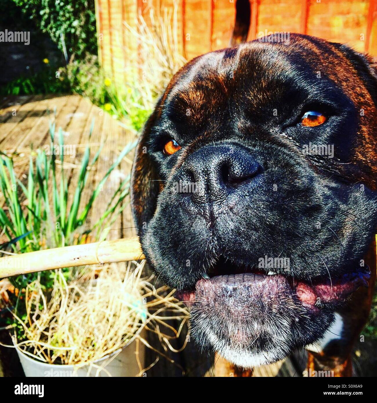 Boxer dog with stick in mouth Stock Photo Alamy